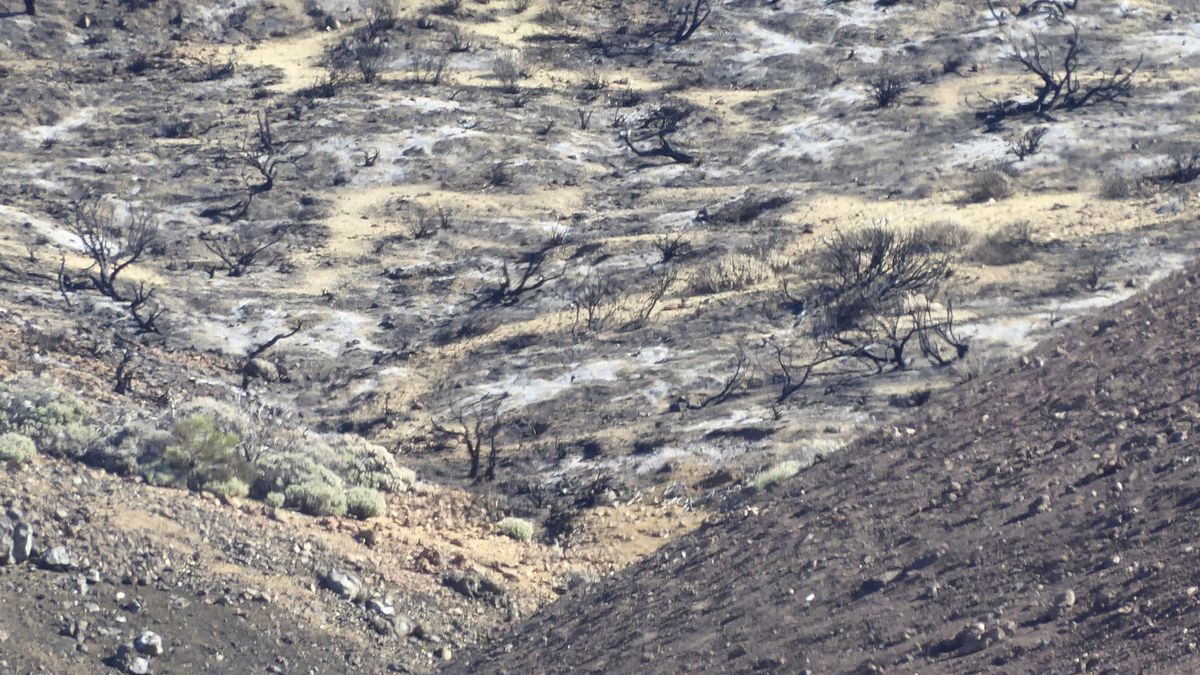 Vegetación arbustiva en la cumbre del Teide tras verse afectada por el fuego, sobre todo retama, enfrente del Portillo Alto, mirando hacia el este, en la pista de Siete Cañadas.