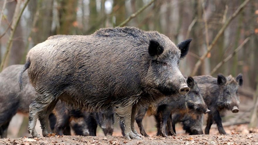 Aragón pone precio a la cabeza de los jabalíes para intentar sortear la peste porcina: 30 euros por ejemplar abatido
