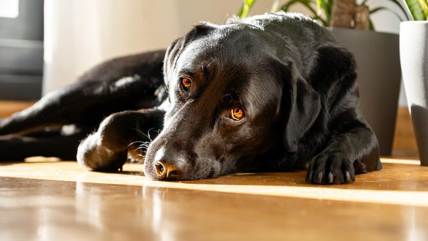 Insomnio en perros: claves para detectarlo y ayudarles a dormir mejor explicadas por veterinarias