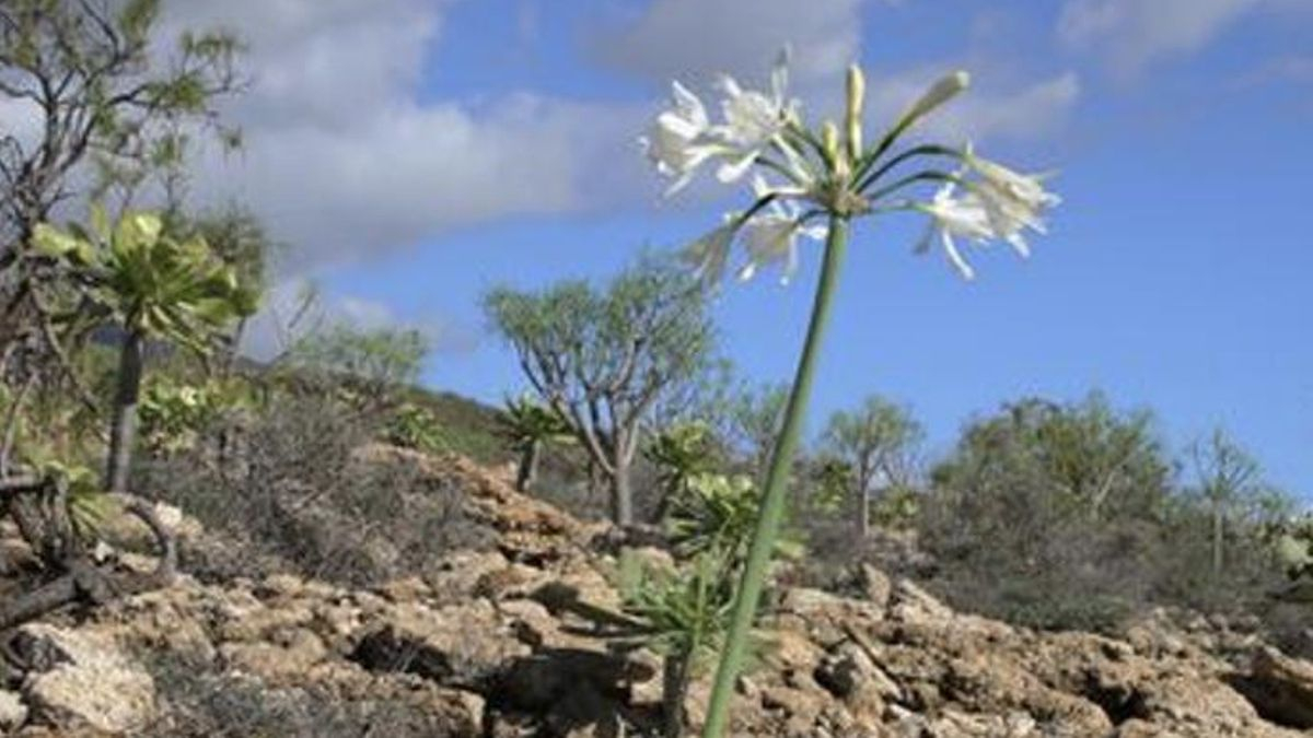 Del ‘petricor’ a las ‘lágrimas de virgen’  (Pancratium canariense / Amaryllidaceae)