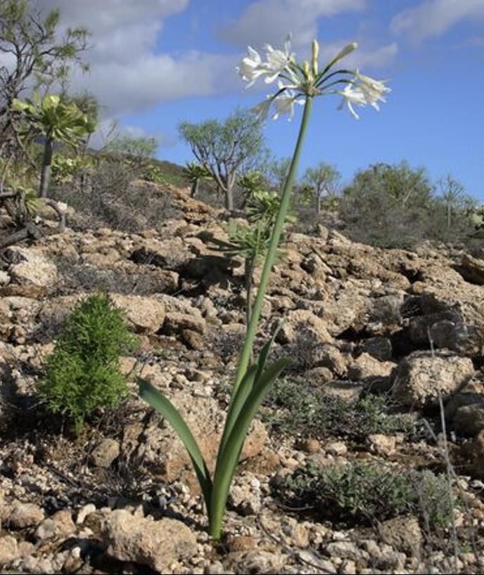 Ejemplar de 'lágrimas de virgen' entre pedregales semiáridos del sureste de Tenerife. Foto: D. Esquivel