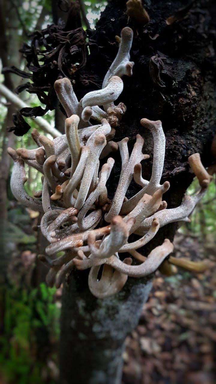 En la imagen, el hongo 'Laurobasidium lauri', conocido popularmente como 'madre del loro' o 'cuernecillos del laurel'.