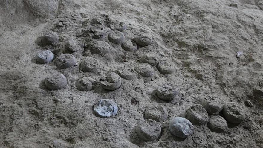 El análisis de huevos de dinosaurio de hace 85 millones de años podría revelar nuevos datos sobre el Cretácico