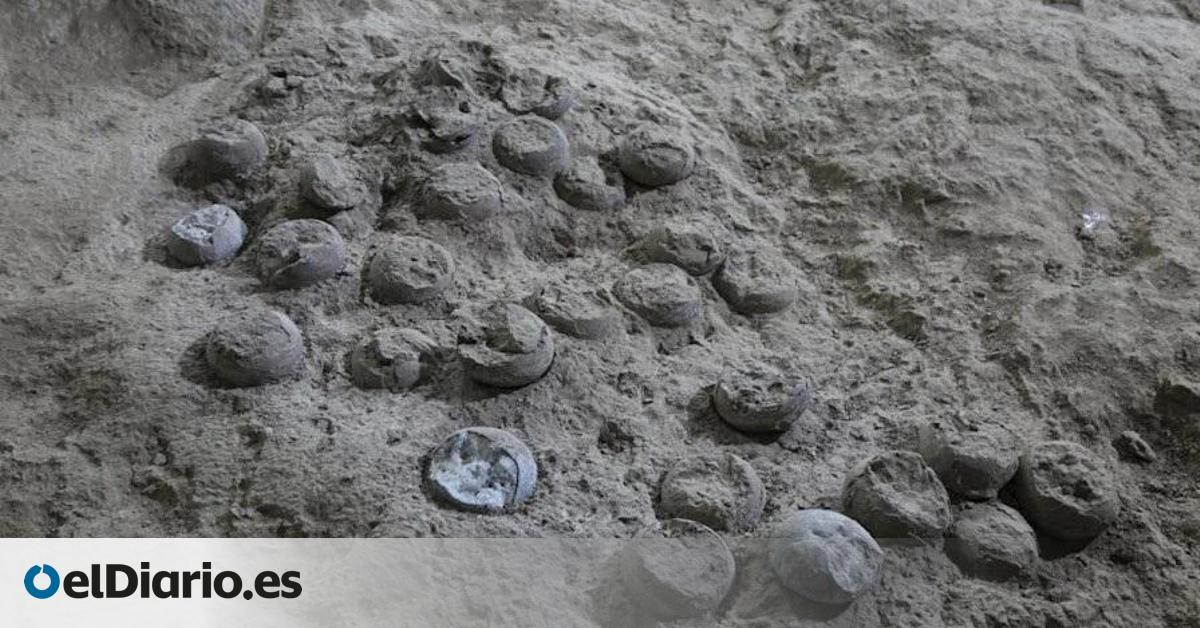 El análisis de huevos de dinosaurio de hace 85 millones de años podría revelar nuevos datos sobre el Cretácico