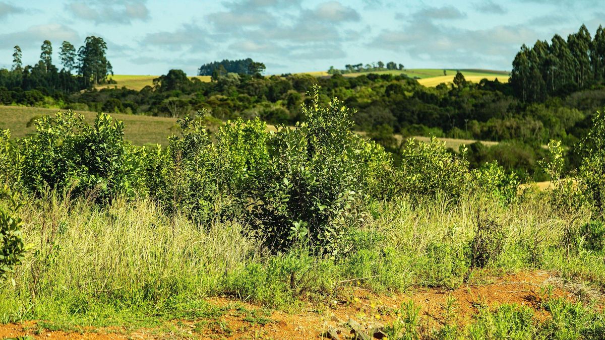Arbustos de yerba mate plantados en una granja finca en Brasil. En estado silvestre, los arbustos se convierten en árboles que pueden alcanzar alturas de entre 10 y 30 metros, pero en las plantaciones se podan para facilitar la recolección de las ramas.