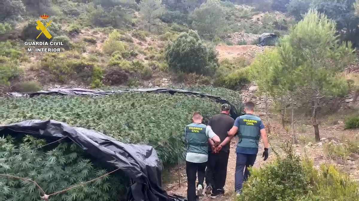 Desmantelada una plantación con 4.000 plantas de marihuana en el Pico Caroche de Bicorp