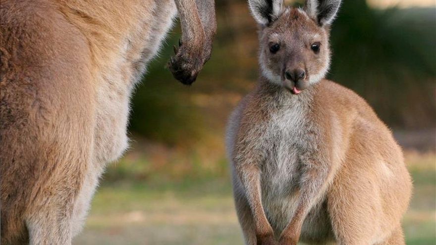 Las canguros hembras pueden tener dos embarazos a la vez: es uno de los fenómenos reproductivos más asombrosos del reino animal