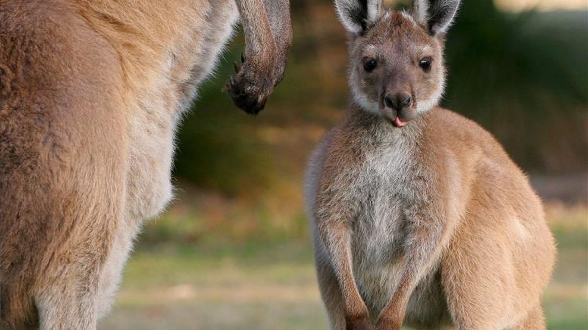Las canguros hembras pueden tener dos embarazos a la vez: es uno de los fenómenos reproductivos más asombrosos del reino animal