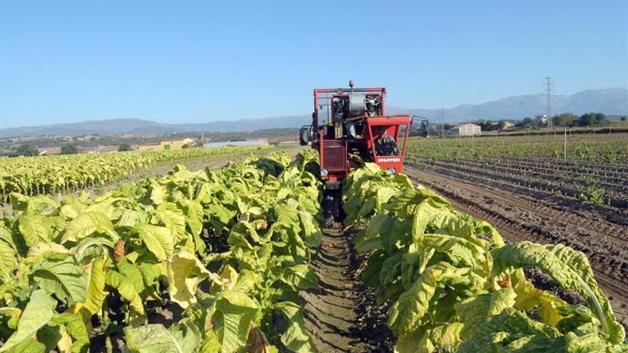 La asociación Nofumadores exige la reconversión de cultivos de tabaco en Extremadura para luchar contra la adicción