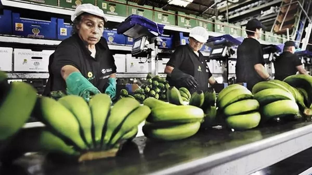Imagen de archivo de un empaquetado de plátanos en Canarias.