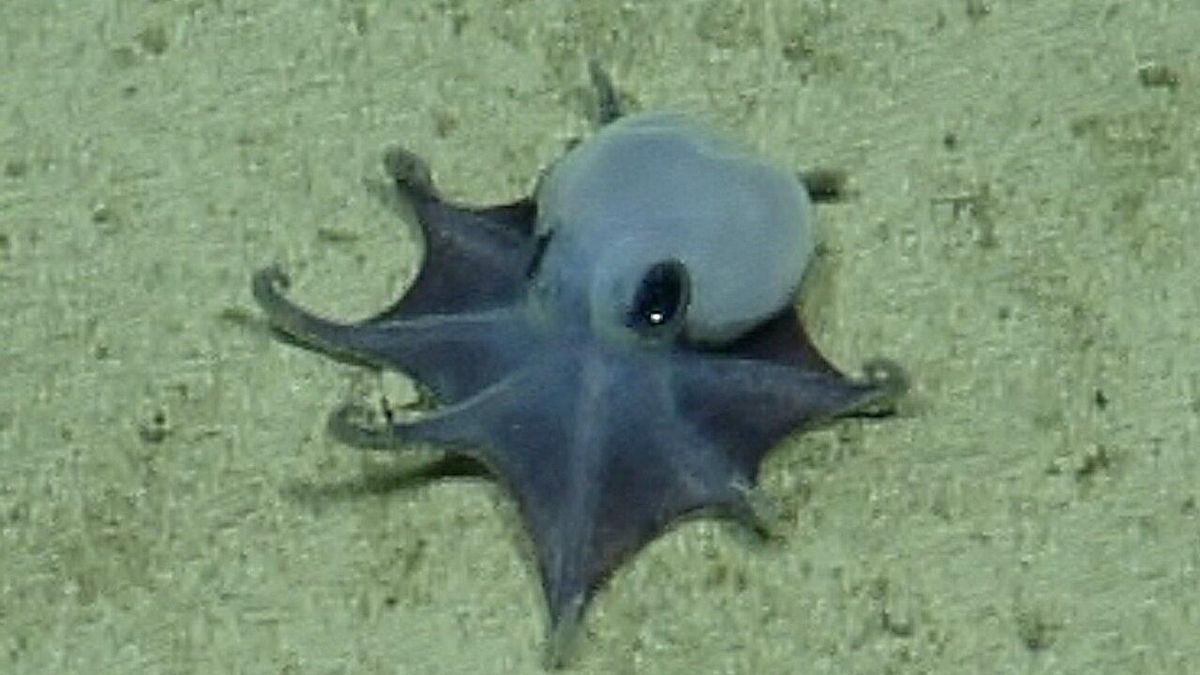 Descubren en las Galápagos una nueva especie de pulpo: diminuto como una pelota de golf y de color azul