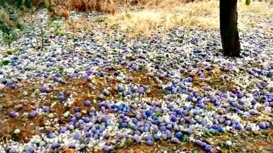 Ciruelas arruinadas por cientos en Villanueva de las Manzanas. / Foto Nazario Mateos