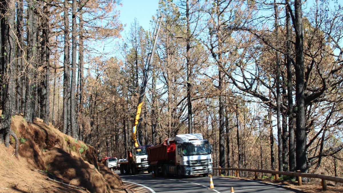 Maquinaria y operarios del Cabildo cortan, limpian y apilan madera de pinos insignes, radiata o también conocidos como californianos en el monte de Acentejo, aunque con vistas al Valle de Güímar