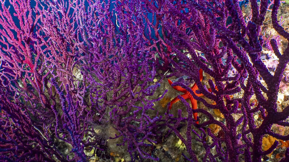 Un mini oasis de corales púrpuras que sirve de hogar a estrellas de mar y otras especies del Mediterráneo.
