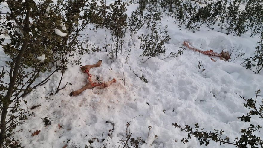 Una docena de terneros muertos y otros desaparecidos por ataques de lobo en la Sierra Norte de Guadalajara