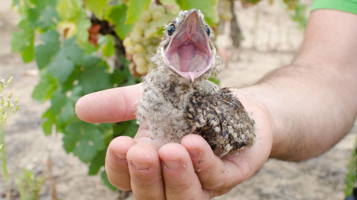Lo que nos dice del cambio climático el chotacabras de Doñana: es cada vez más nocturno para huir del calor y la gente