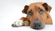 Alzheimer canino: cómo detectar si nuestro perro lo padece