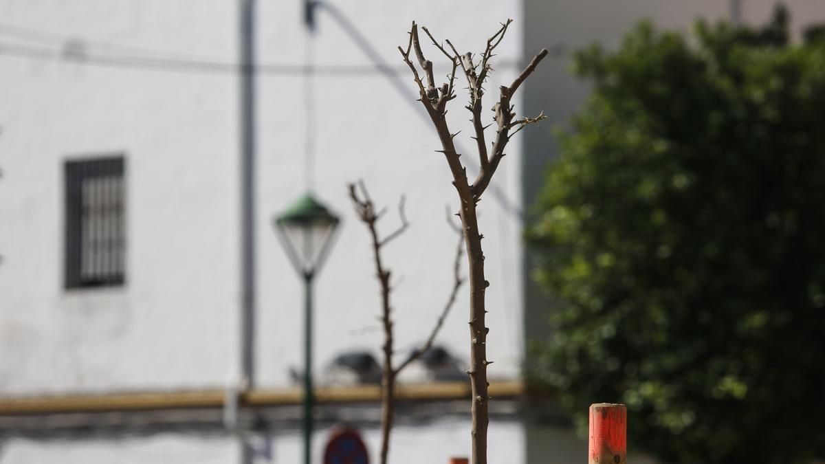 Árboles plantados recientemente que no han sobrevivido