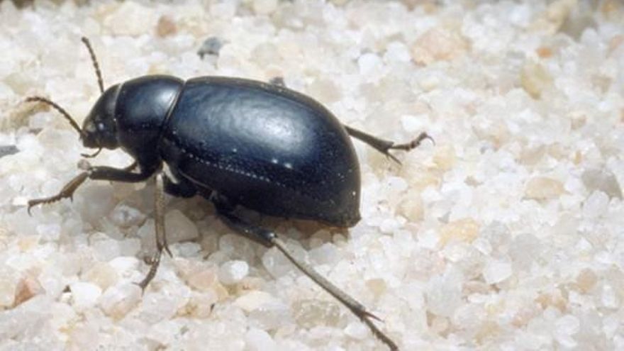 Pimelia de las arenas