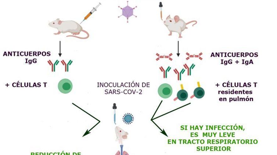 Esquema del desarrollo de la vacuna con administración intramuscular y nasal publicado en Cell