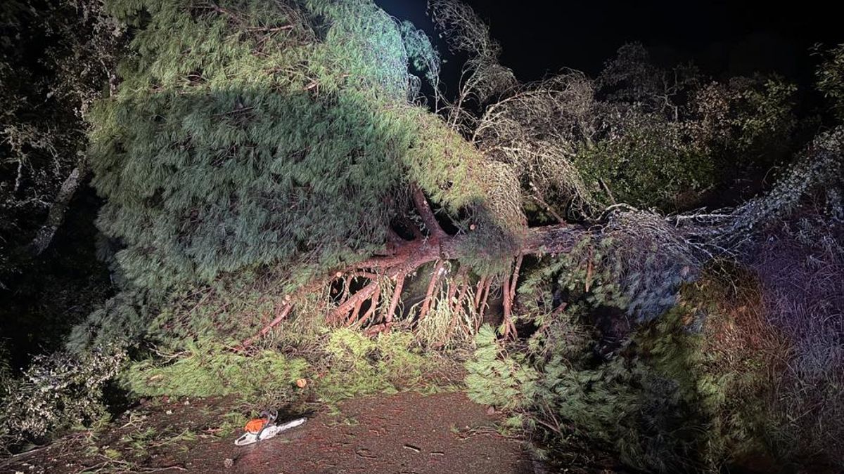 Imagen de archivo de un árbol caído sobre la CO-3402