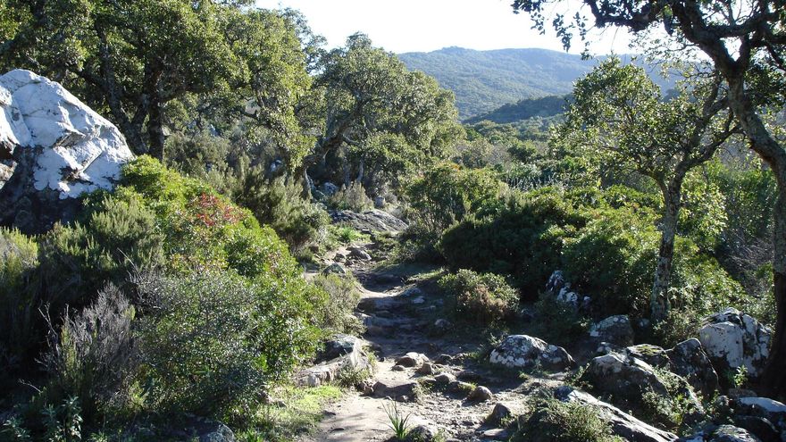 Tres rutas asombrosas para disfrutar del otoño en el último bosque subtropical de Europa