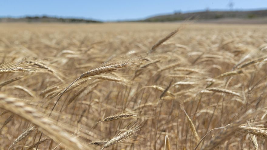Espigas de trigo en los campos de Boquiñeni, población cercana a Zaragoza Capital, en una fotografía de archivo. EFE/Javier Belver