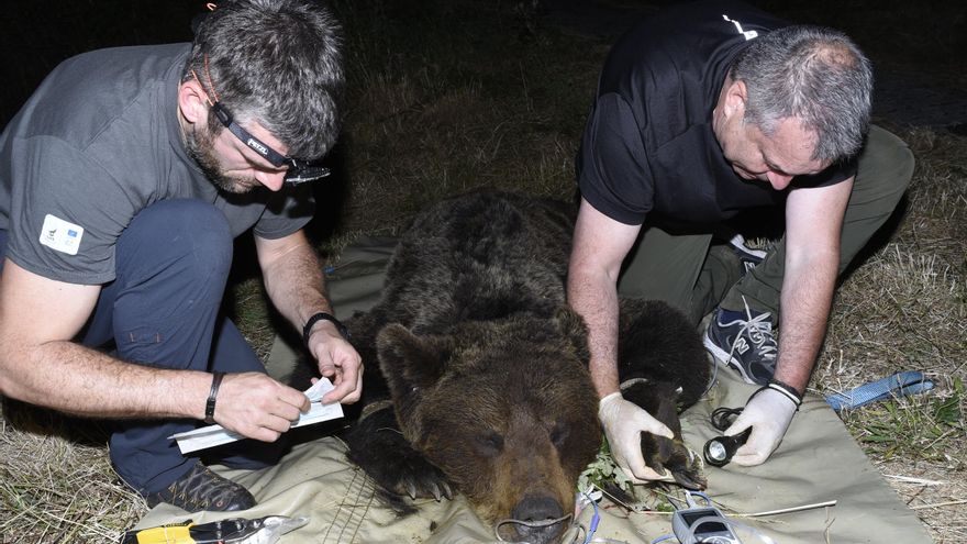 Asturias captura a seis osos pardos que se habían habituado a entornos habitados y los aleja de los pueblos