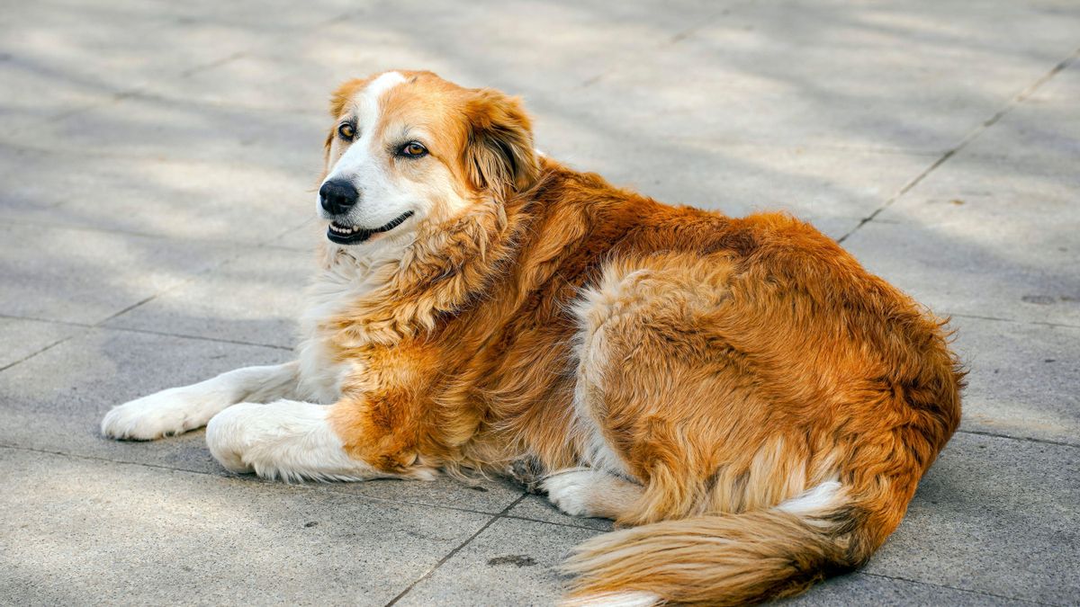 El envejecimiento acelerado en los perros de mayor tamaño podría deberse, al menos en parte, a un menor control sobre estos ‘genes saltarines’
