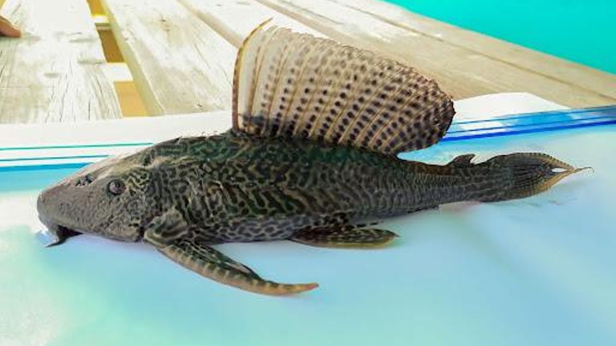 Pez diablo de la boca del río Nuevo, en la bahía de Chetumal, México y Corozal, Belice