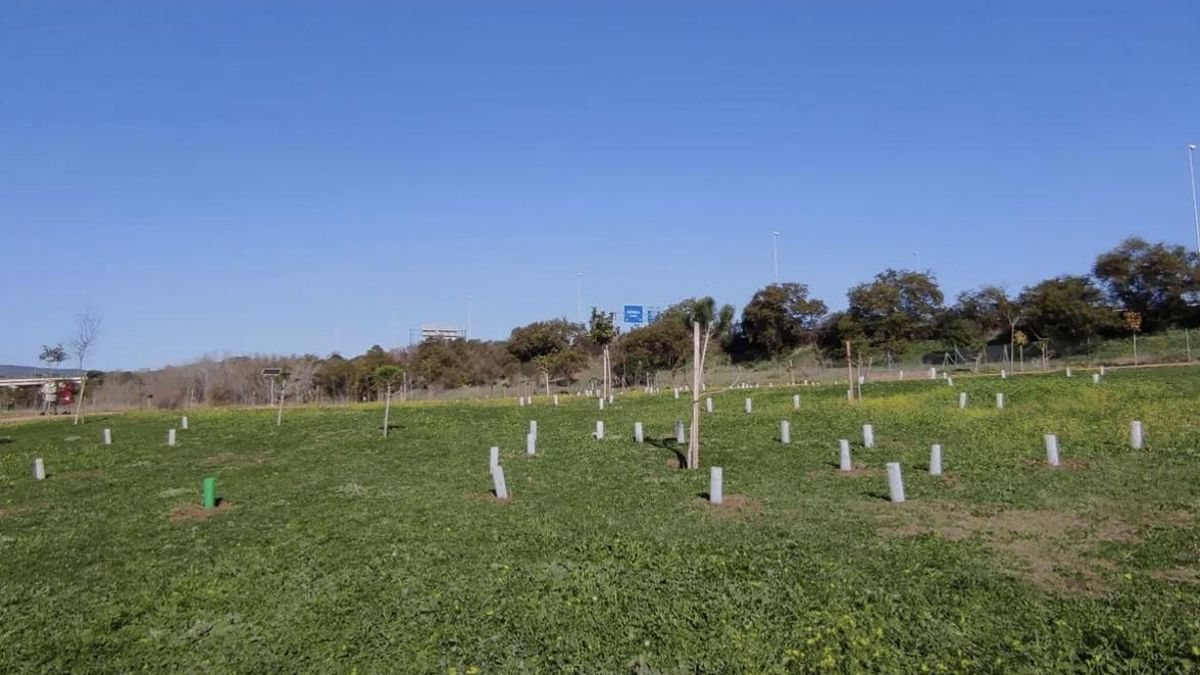 Necesitamos una ley de arbolado urbano para cuidar nuestra salud