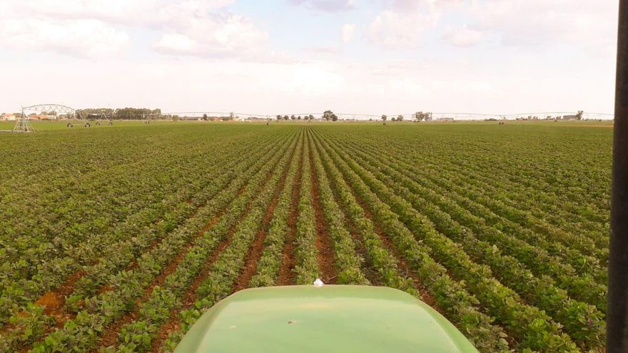 Cultivos de quinoa en el páramo leonés.