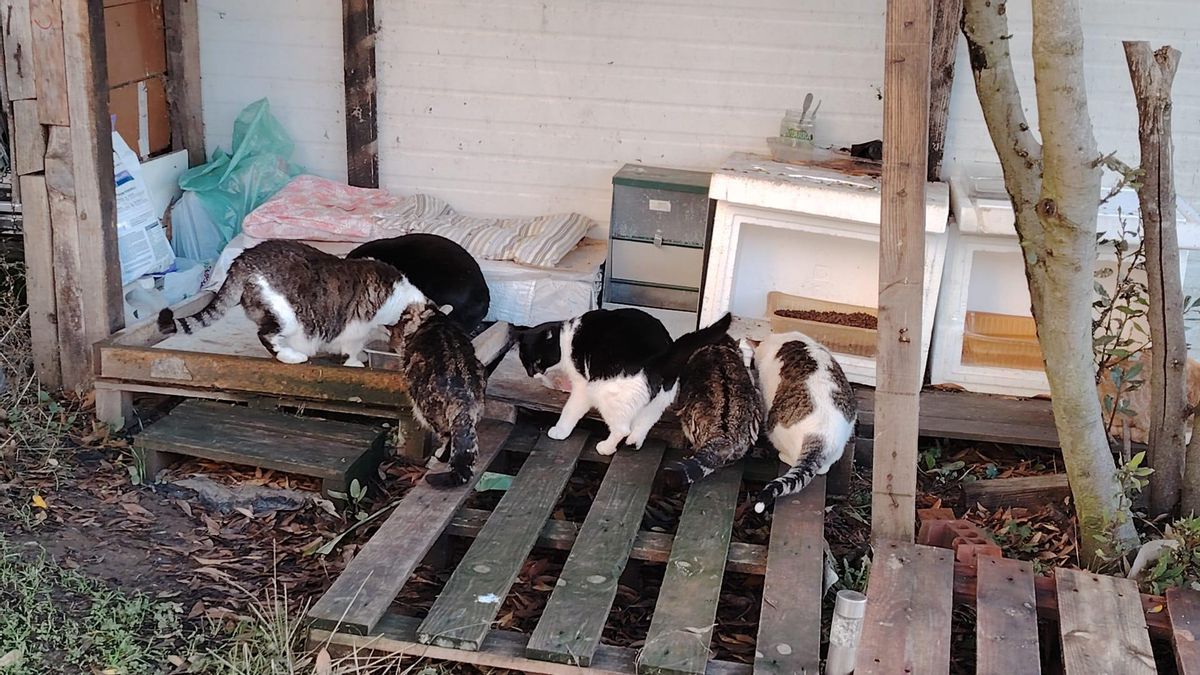 Imagen de una colonia de gatos en León.