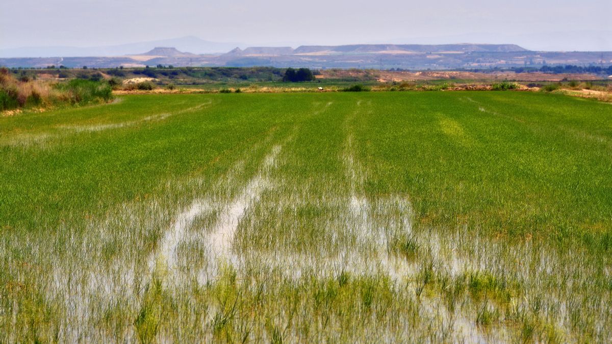 El arroz aragonés busca una figura de calidad para frenar la pérdida de más de la mitad de su superficie de cultivo