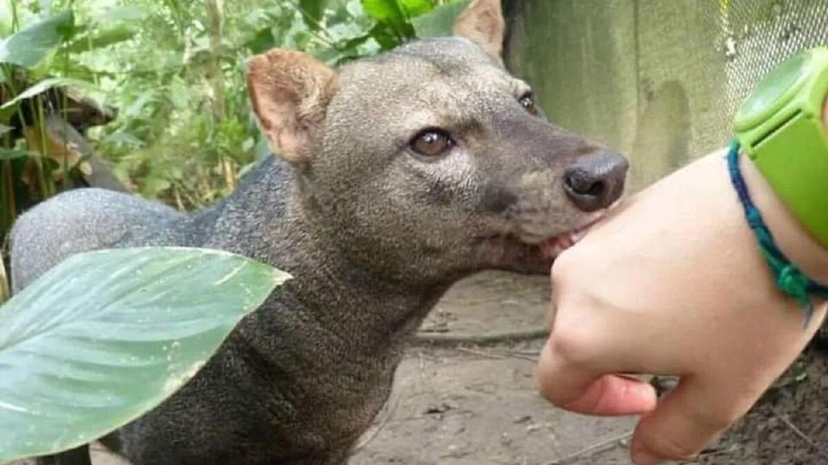 Un ejemplar de perro fantasma o de orejas cortas se acerca a la mano de una veterinaria en la Amazonía de Bolivia. Foto: cortesía Renata Leite Pitman