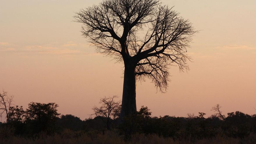 El baobab es uno de los árboles más peculiares de África y ahora ya hay dos ejemplares en Barcelona
