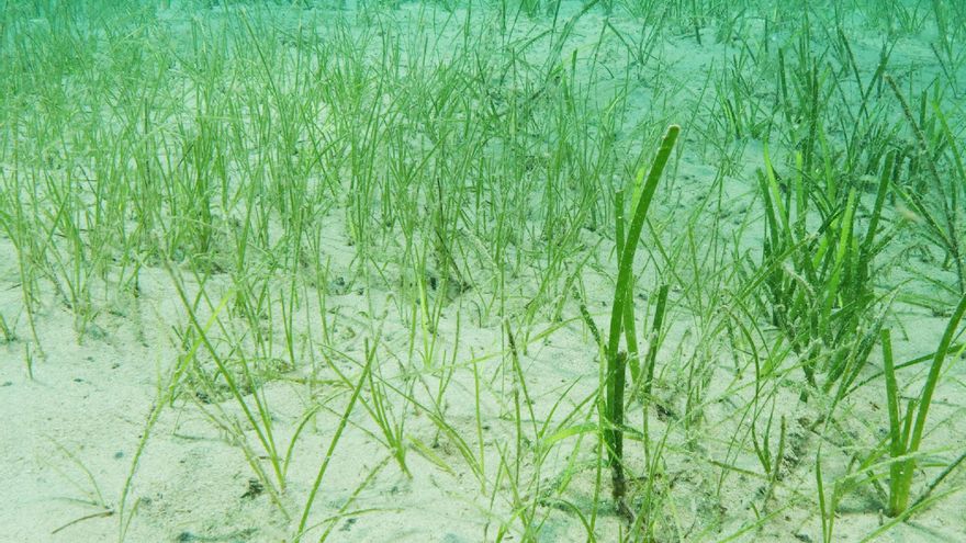 Zostera noltei, la planta misteriosa que mantiene el ecosistema del Mediterráneo