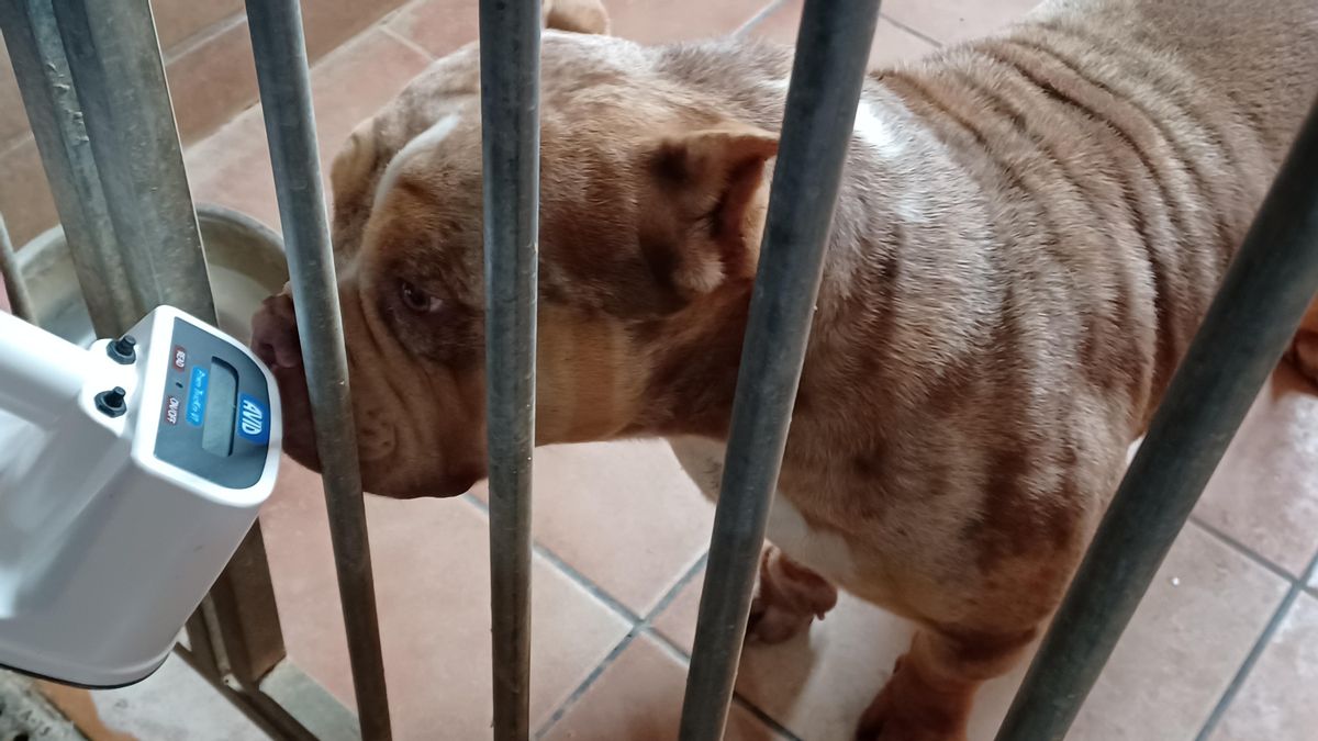 Investigan a un hombre por cortar las orejas a perros de presa que después ofertaba en las redes sociales