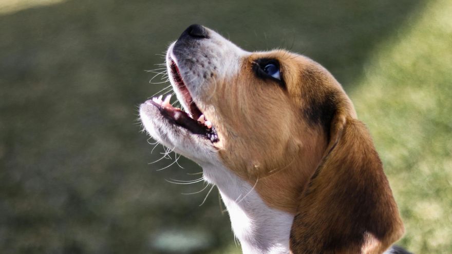 Por miedo o para jugar: un estudio señala que los humanos son capaces de interpretar las intenciones de un perro por su ladrido