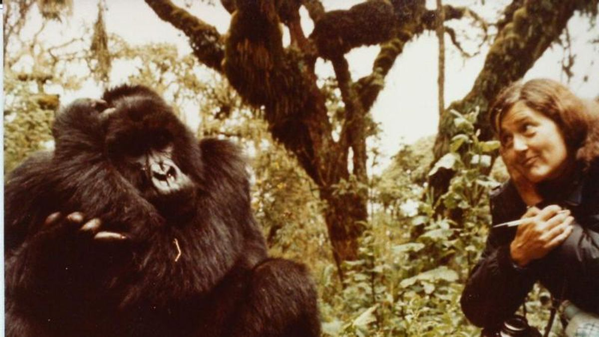 La zoóloga amante de los gorilas que inspiró la película por la que Sigourney Weaver fue nominada a los Oscar