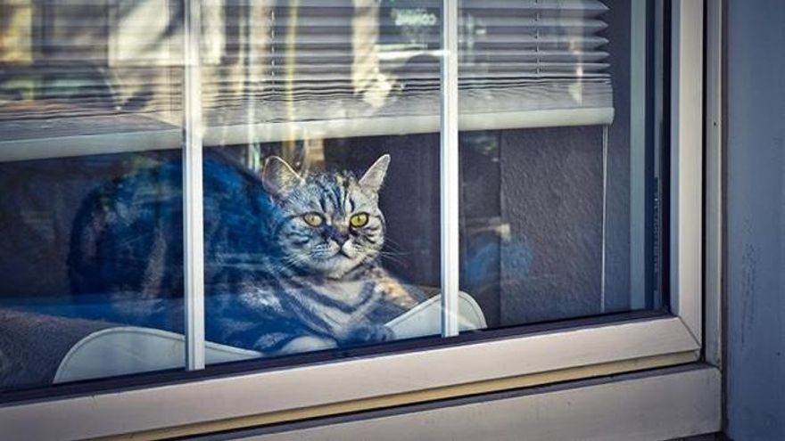 ¿Cuánto tiempo puedo dejar a mi gato solo?