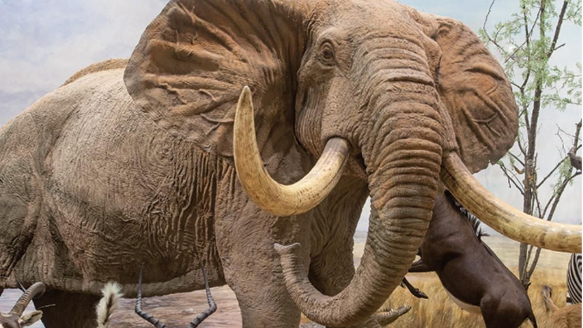 Museo de la Fauna Salvaje en Valdehuesa