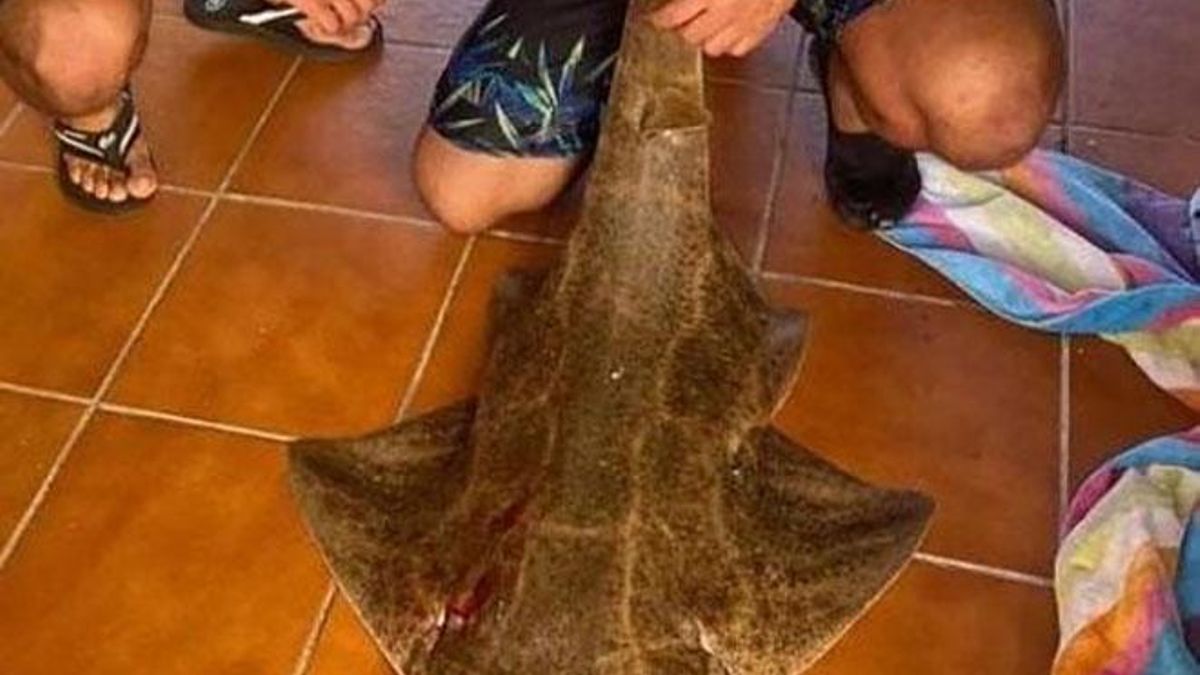 Multa de 4.300 euros y tres años sin pescar ni cazar para el hombre que mató a un tiburón angelote en Lanzarote