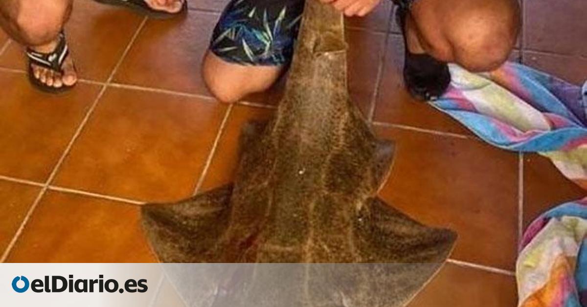 Multa de 4.300 euros y tres años sin pescar ni cazar para el hombre que mató a un tiburón angelote en Lanzarote