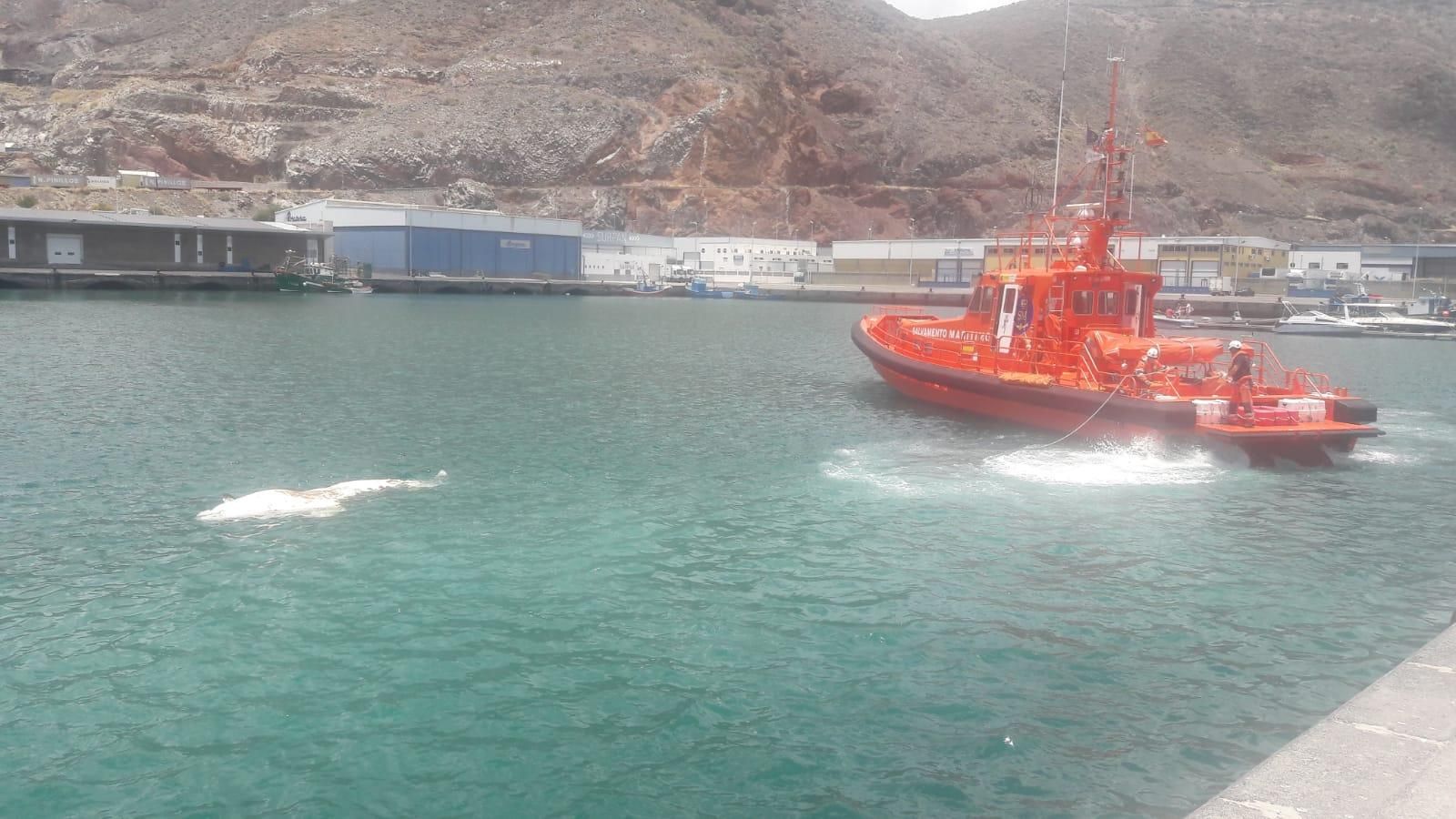Salvamento Marítimo acude a recoger el cadáver de la ballena hallada muerta en la escollera de Las Teresitas.