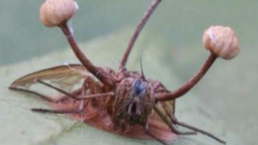 Los hongos “zombies” que manipulan insectos existen y ahora hay cuatro especies nuevas con potencial farmacológico