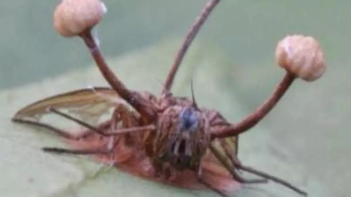 Imágen de la noticia