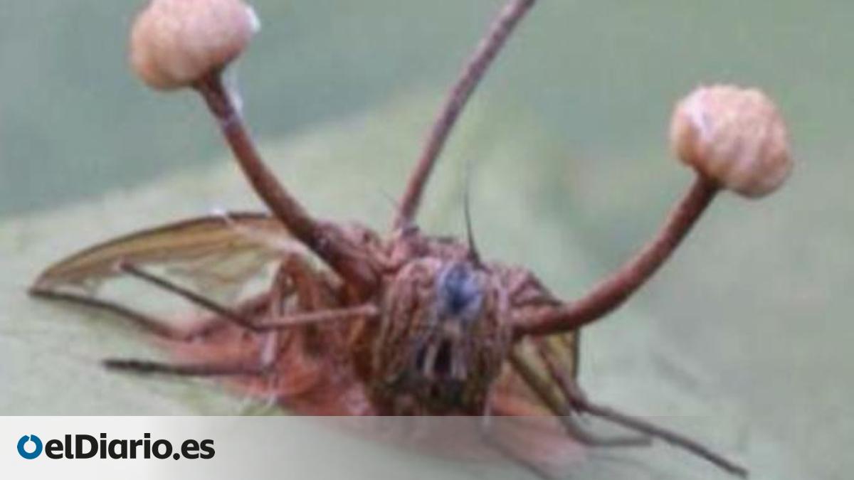 Los hongos “zombies” que manipulan insectos existen y ahora hay cuatro ...