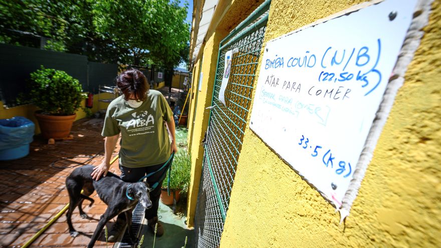 Bajan las adopciones y crecen las cesiones de perros a las protectoras por la crisis