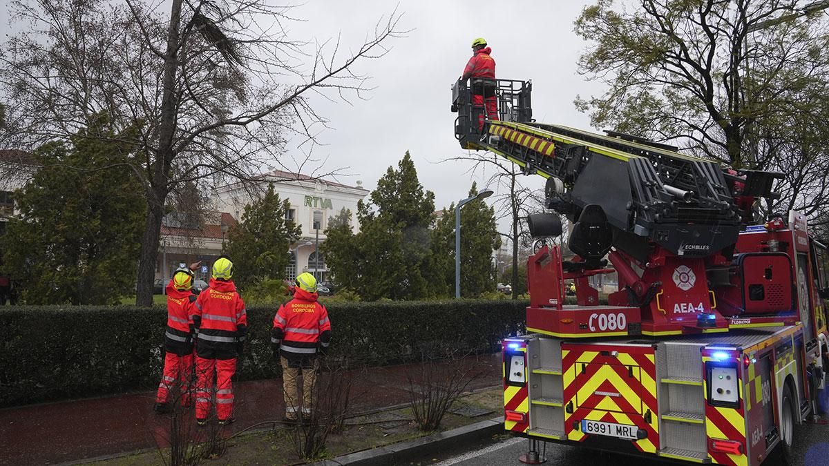 Los bomberos retiran un árbol caído en la Avenida América